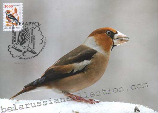 Hawfinch (Coccothraustes coccothraustes)